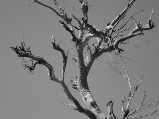 Lensomania: Beauty also dies in dead objects